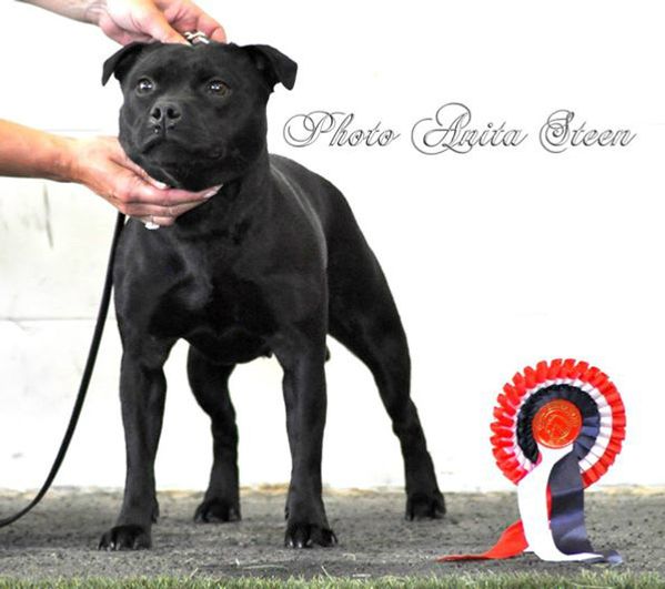 Xena - Catstaff`s Princess Xena BCC Norw. Ter. Spes. 2014