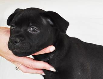 8 weeks