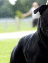 Sire : GB CH Lackyle Diabhal Og