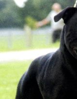 Sire: Lackyle Diabhal Og