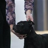 Dam : Proudstaff`s Hollywood Rose