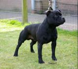 Sire : GB N CH Proudstaff`s Chinese Democrazy