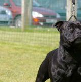 Sire : GB N CH Proudstaff`s Chinese Democrazy