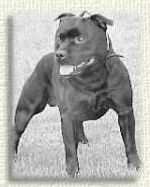 Sire : GB CH Polynesian Waka Navigator
