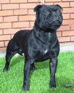 Sire : Mountaboo Plain Crazy At Kelstock