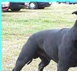 Sire : GB CH Polynesian Waka Navigator