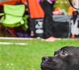 Sire : Catstaff`s Beaty Behind The Madness